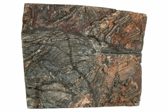 Silurian Fossil Crinoid (Scyphocrinites) Plate - Morocco #237572
